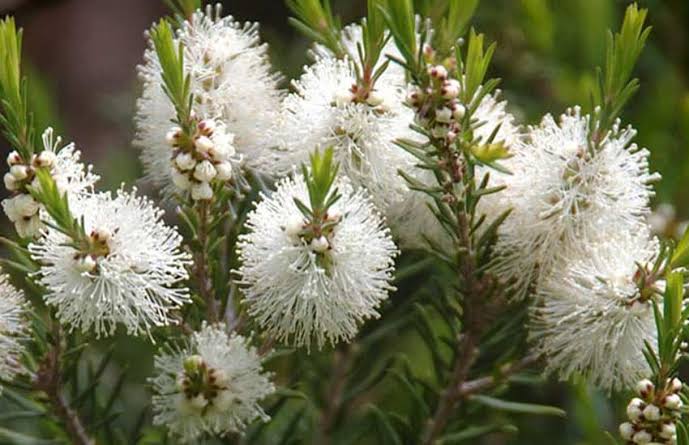 TEATREE, ele salva sua pele de todas as infecções!